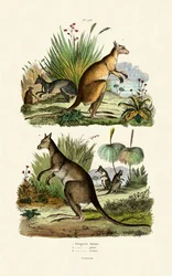 Kangoeroes